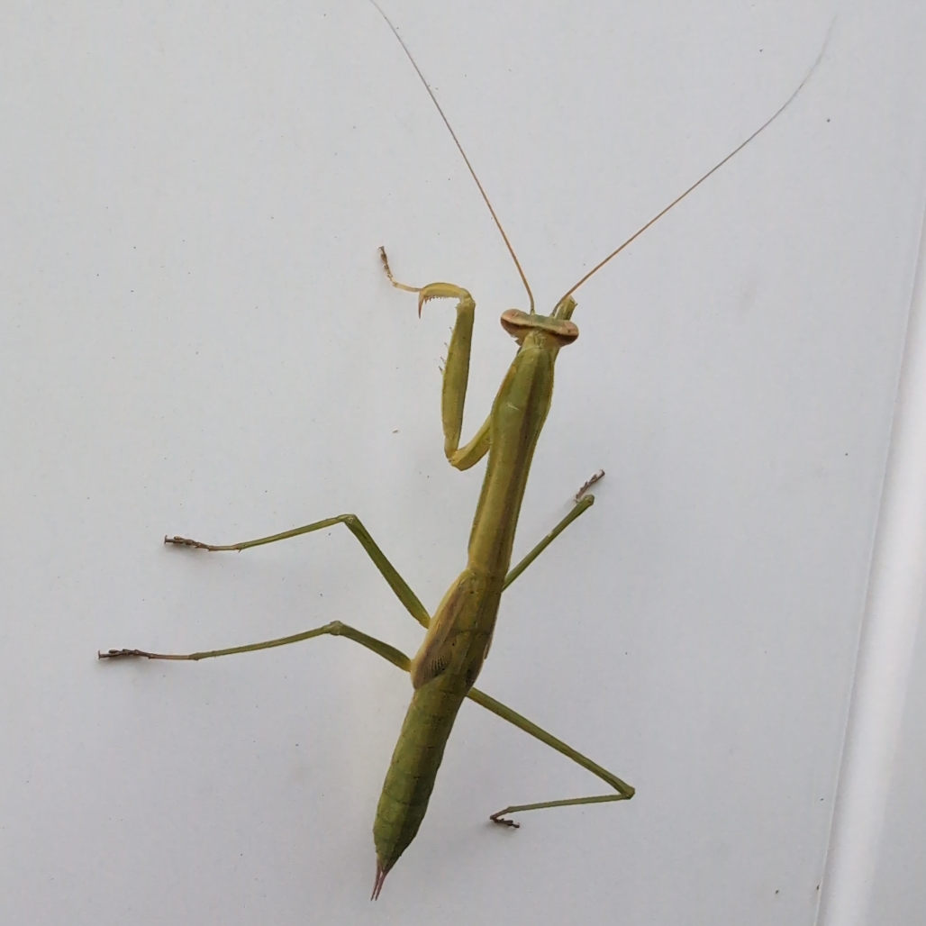 Left Image: Image of a Praying Mantis on a white fence.